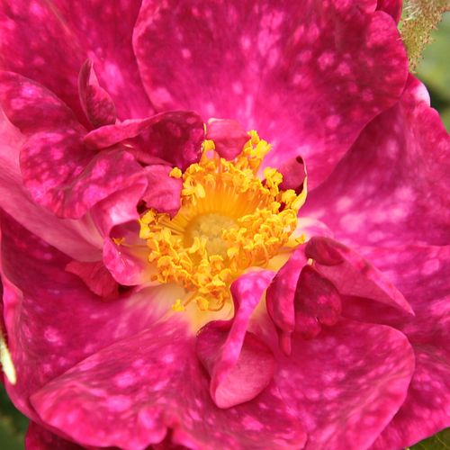 Comanda trandafiri online - Roz - trandafir gallica - trandafir cu parfum intens - Rosa Ausmary - Coquerel - Tufă arătoasă, care împotriva faptului că înfloreste odată, poate fii un element decorativ al grădinii.